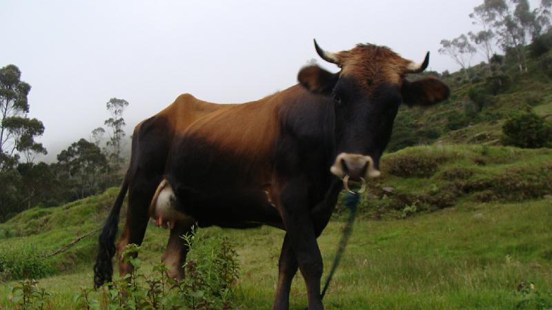 Illampu Trek Steves (188).JPG